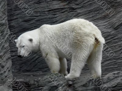 Polar bear