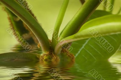 Plant in water
