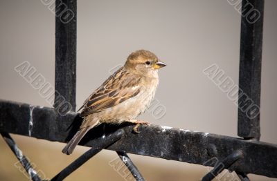 sparrow portrait