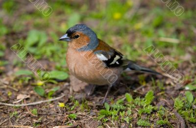 chaffinch
