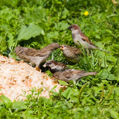 Picnic for sparrows
