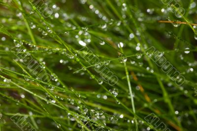 Grass after a rain