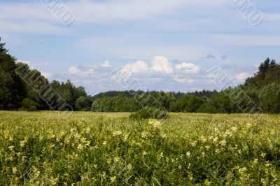 Meadow