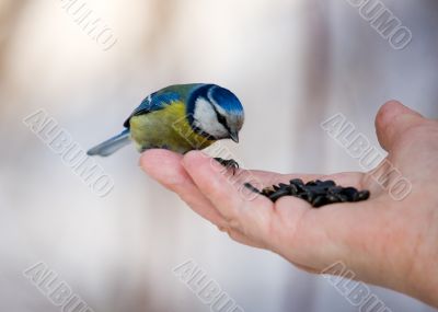 The bluetit on a palm