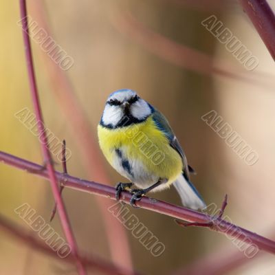 bluetit on branch