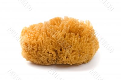 natural sponge