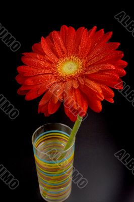 red gerbera