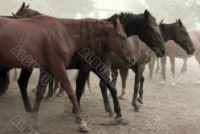 Walking Horse Herd
