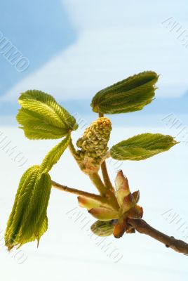 Blossom Chestnut