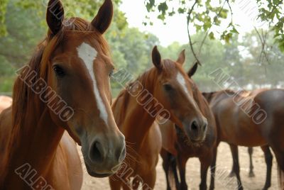 Walking Horse Herd
