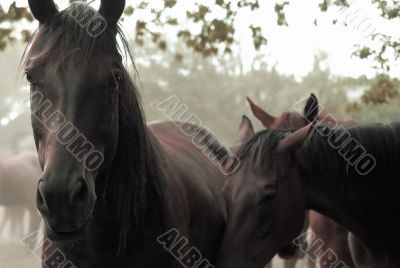 Horse Staring