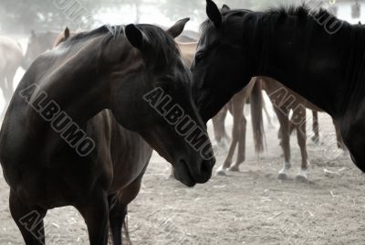 Walking Horse Herd