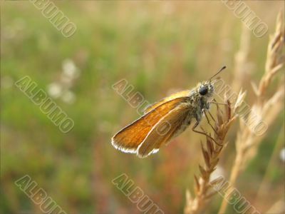 A Butterfly In An Ear