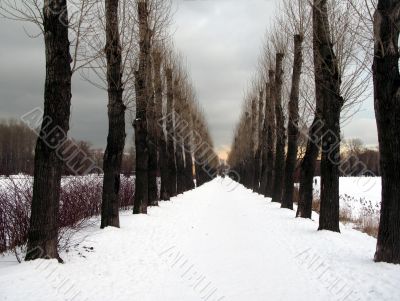 The Winter Alley