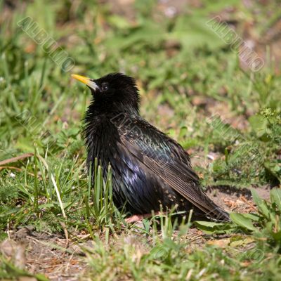 Young starling