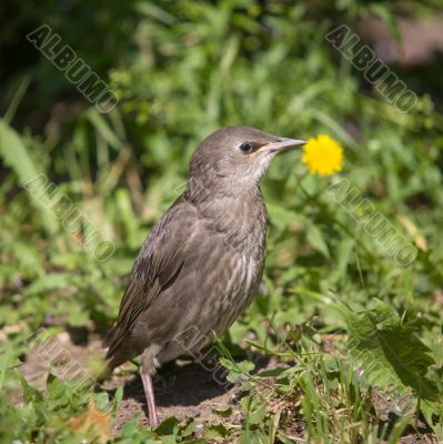 Young starling