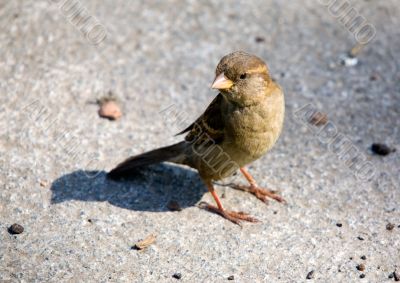 Sparrow on sidewalk