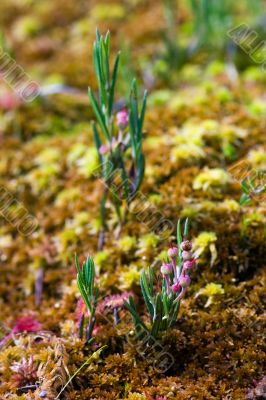 Blossoming young ledum