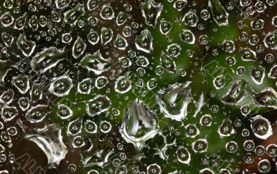 Web after a rain