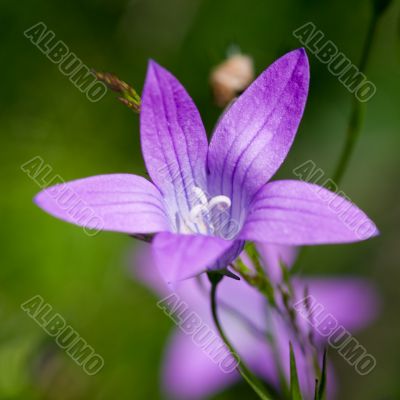 bluebell