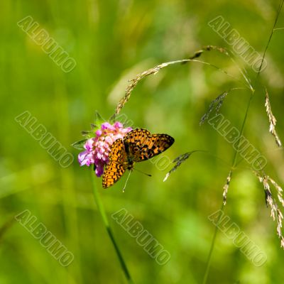 butterfly on a flower