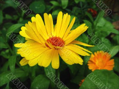 Marigold flower