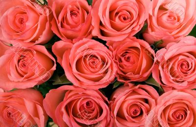 Roses