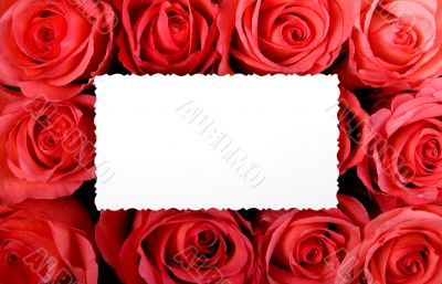 Roses