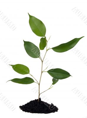 Plant and soil