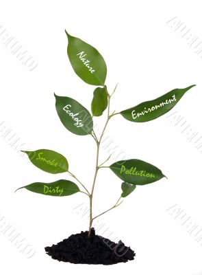 Plant and soil