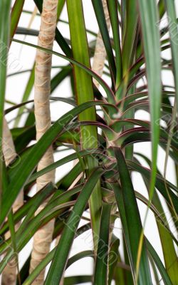 Plant, tree, flower