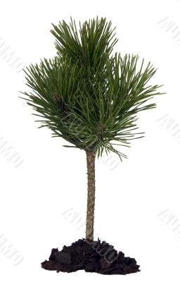 Plant and soil