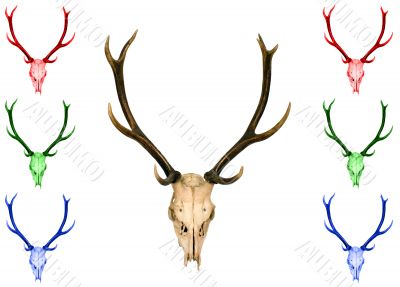 Horn of deer