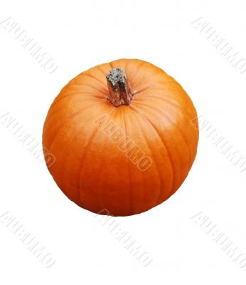 Pumkin
