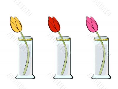 Tulips