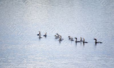 loons
