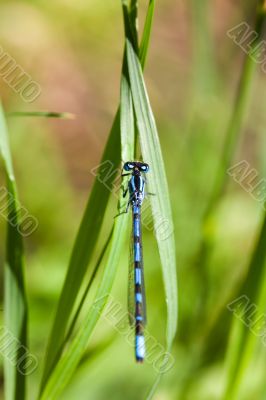 Blue dragonfly