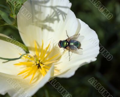 Fly and flower