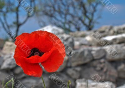 Poppy on blur rocky background