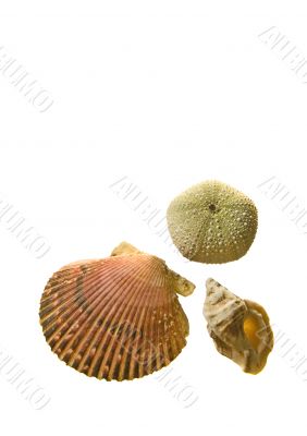 Sea shells isolated on white background