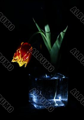 Tulip in a transparent blue vase