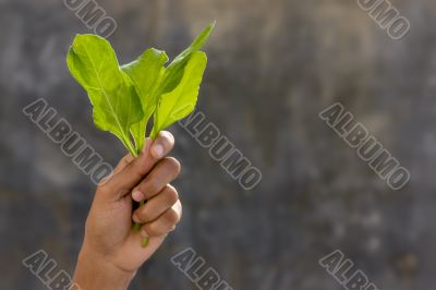 Fresh spinach