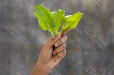 Fresh spinach