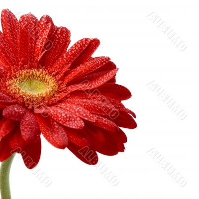 red gerbera