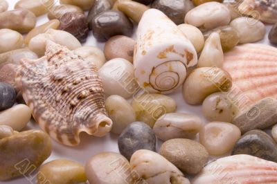 sea shells and pebble