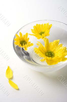 yellow flowers