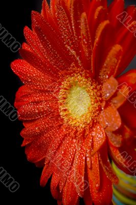 red gerbera