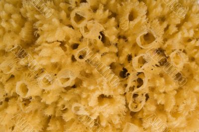 natural bath sponge