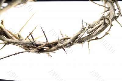 Crown of Thorns