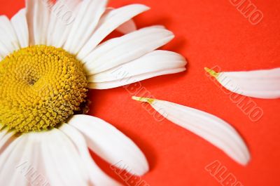 White chamomile